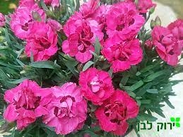 ציפורן ארלי לאב תליה קע20
