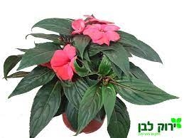 בשמת ניו גינאה